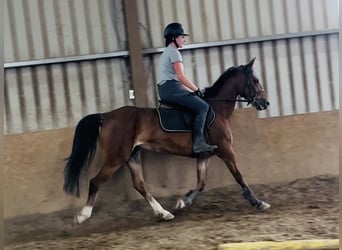 Irish sport horse, Merrie, 6 Jaar, 148 cm, Roodbruin