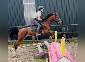 Irish sport horse, Merrie, 6 Jaar, 148 cm, Roodbruin