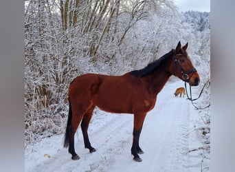 Irish sport horse, Merrie, 6 Jaar, 153 cm, Brauner