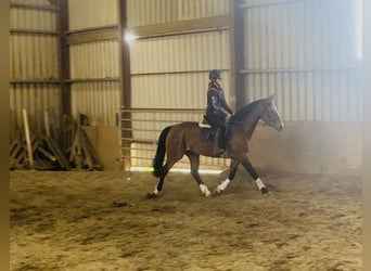 Irish sport horse, Merrie, 6 Jaar, 155 cm, Roodbruin