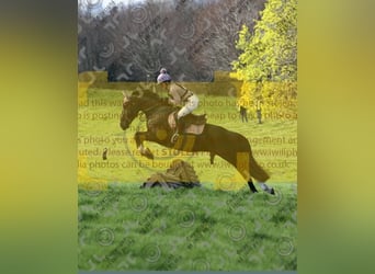 Irish sport horse, Merrie, 6 Jaar, 155 cm, Zwart