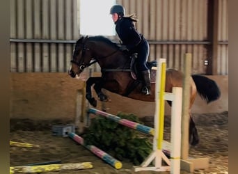 Irish sport horse, Merrie, 6 Jaar, 156 cm, Roodbruin