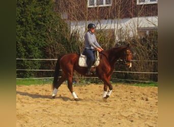 Irish sport horse, Merrie, 6 Jaar, 157 cm, Brauner