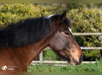 Irish sport horse Mix, Merrie, 6 Jaar, 158 cm, Gevlekt-paard