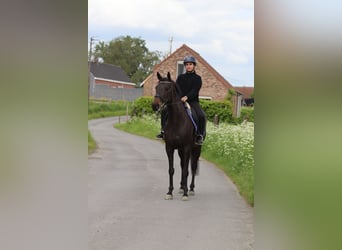 Irish sport horse, Merrie, 6 Jaar, 158 cm, Zwart