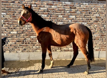 Irish sport horse, Merrie, 6 Jaar, 160 cm, Bruin