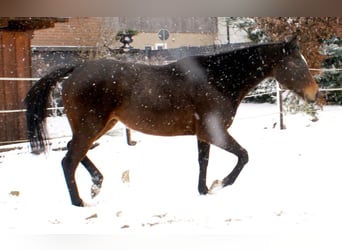 Irish sport horse, Merrie, 6 Jaar, 160 cm, Donkerbruin