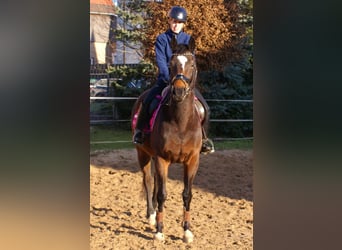 Irish sport horse, Merrie, 6 Jaar, 160 cm, Donkerbruin