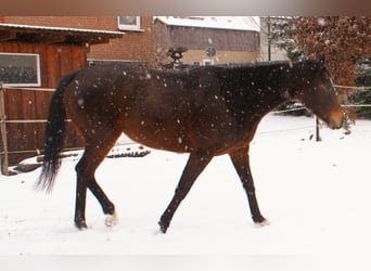 Irish sport horse, Merrie, 6 Jaar, 160 cm, Donkerbruin