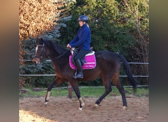 Irish sport horse, Merrie, 6 Jaar, 160 cm, Donkerbruin