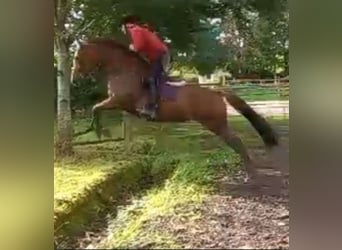 Irish sport horse, Merrie, 6 Jaar, 160 cm, Donkere-vos