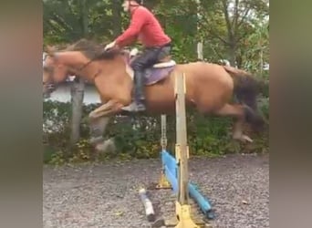 Irish sport horse, Merrie, 6 Jaar, 160 cm, Donkere-vos