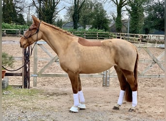 Irish sport horse, Merrie, 6 Jaar, 160 cm, Vos