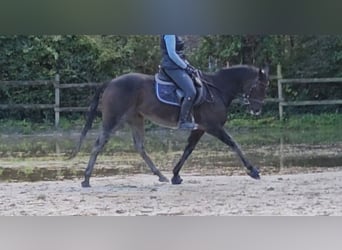 Irish sport horse, Merrie, 6 Jaar, 160 cm, Zwartbruin