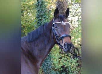 Irish sport horse, Merrie, 6 Jaar, 160 cm, Zwartbruin