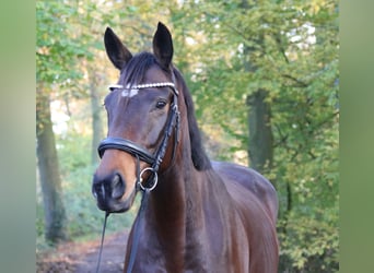 Irish sport horse, Merrie, 6 Jaar, 160 cm, Zwartbruin