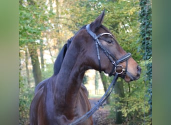 Irish sport horse, Merrie, 6 Jaar, 160 cm, Zwartbruin