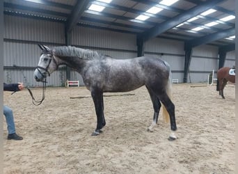 Irish sport horse, Merrie, 6 Jaar, 163 cm, Appelschimmel