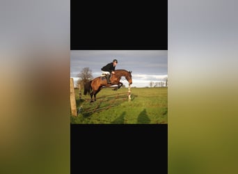 Irish sport horse, Merrie, 6 Jaar, 163 cm, Bruin