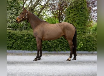 Irish sport horse, Merrie, 6 Jaar, 163 cm, Bruin