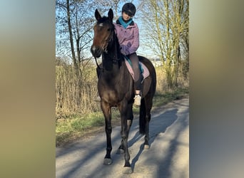 Irish sport horse, Merrie, 6 Jaar, 163 cm, Bruin