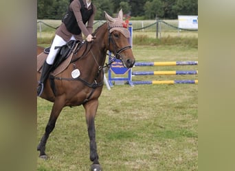 Irish sport horse, Merrie, 6 Jaar, 163 cm, Bruin