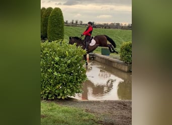 Irish sport horse, Merrie, 6 Jaar, 164 cm, Roodbruin