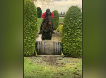 Irish sport horse, Merrie, 6 Jaar, 164 cm, Roodbruin