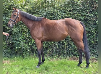 Irish sport horse, Merrie, 6 Jaar, 165 cm, Bruin