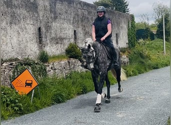 Irish sport horse, Merrie, 6 Jaar, 166 cm, Appelschimmel