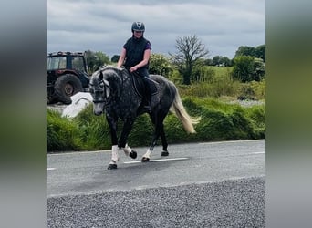 Irish sport horse, Merrie, 6 Jaar, 166 cm, Appelschimmel