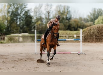 Irish sport horse, Merrie, 6 Jaar, 166 cm, Bruin
