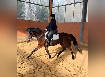 Irish sport horse, Merrie, 6 Jaar, 168 cm, Bruin