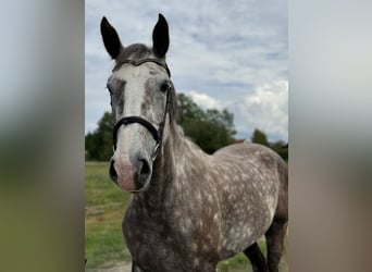 Irish sport horse, Merrie, 6 Jaar, 168 cm, Rood schimmel