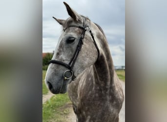 Irish sport horse, Merrie, 6 Jaar, 168 cm, Rood schimmel