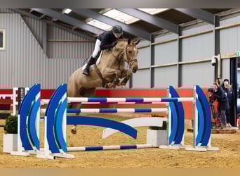 Irish sport horse, Merrie, 6 Jaar, 169 cm, Vos