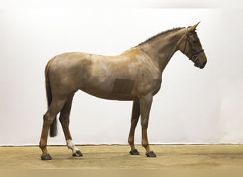 Irish sport horse, Merrie, 6 Jaar, 169 cm, Vos
