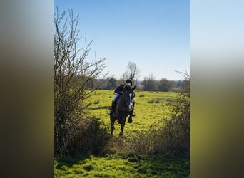 Irish sport horse, Merrie, 6 Jaar, 172 cm, Bruin