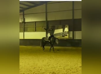 Irish sport horse, Merrie, 6 Jaar, 178 cm, Appelschimmel