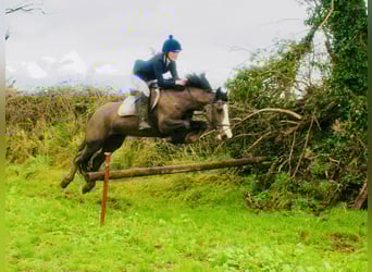 Irish sport horse, Merrie, 7 Jaar, 148 cm, Bruin
