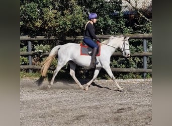 Irish sport horse, Merrie, 7 Jaar, 155 cm, Schimmel