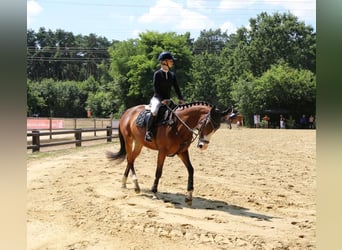 Irish sport horse, Merrie, 7 Jaar, 160 cm, Bruin