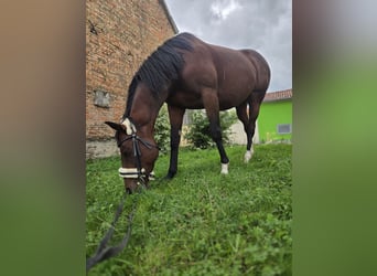 Irish sport horse, Merrie, 7 Jaar, 160 cm, Lichtbruin