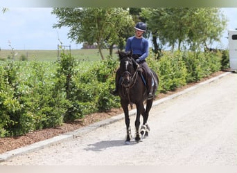 Irish sport horse, Merrie, 7 Jaar, 160 cm, Zwart