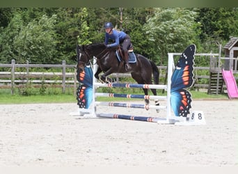 Irish sport horse, Merrie, 7 Jaar, 160 cm, Zwart