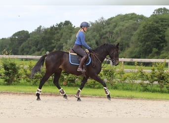 Irish sport horse, Merrie, 7 Jaar, 160 cm, Zwart