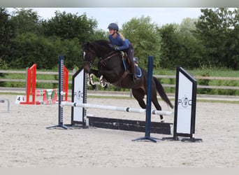 Irish sport horse, Merrie, 7 Jaar, 160 cm, Zwart
