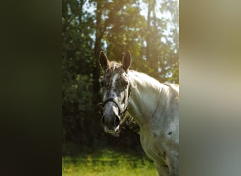 Irish sport horse Mix, Merrie, 7 Jaar, 162 cm, Roan-Bay