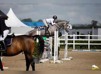 Irish sport horse, Merrie, 7 Jaar, 163 cm, Appelschimmel