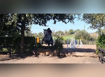 Irish sport horse, Merrie, 7 Jaar, 163 cm, Schimmel